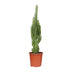 Euphorbia Trigona - Afrikanischer Milchbaum Ø17cm, 70cm hoch Bild 1