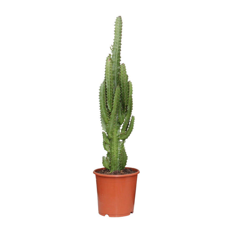 Euphorbia Trigona - Afrikanischer Milchbaum Ø17cm, 70cm hoch