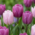 320x Tulpen Zwiebeln 'Prince Mix' - Frühjahrsblüher, Größe 11/16 Bild 1