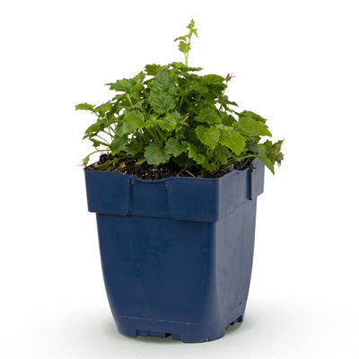 Green boutiQ - Perennials - Campanula posch. Lisduggan variety - Peach-leaved bellflower - Groundcover - White - 1 plant - Pot 11cm - Height 15-25cm