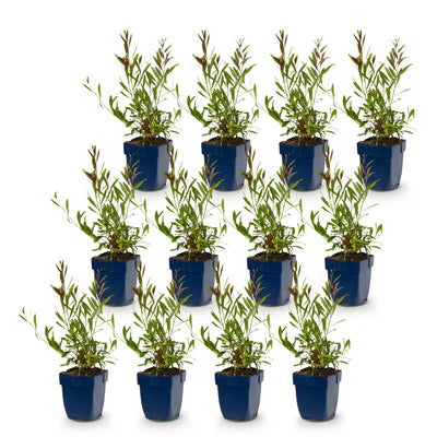Green boutiQ - Perennial - Gaura lindh. Whirling Butterflies - Wandflower - Bee and butterfly magnet - White - 1 Plant - Pot 11cm - Height 15-25cm