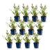 Green boutiQ - Perennial - Gaura lindh. Whirling Butterflies - Wandflower - Bee and butterfly magnet - White - 1 Plant - Pot 11cm - Height 15-25cm Bild 2