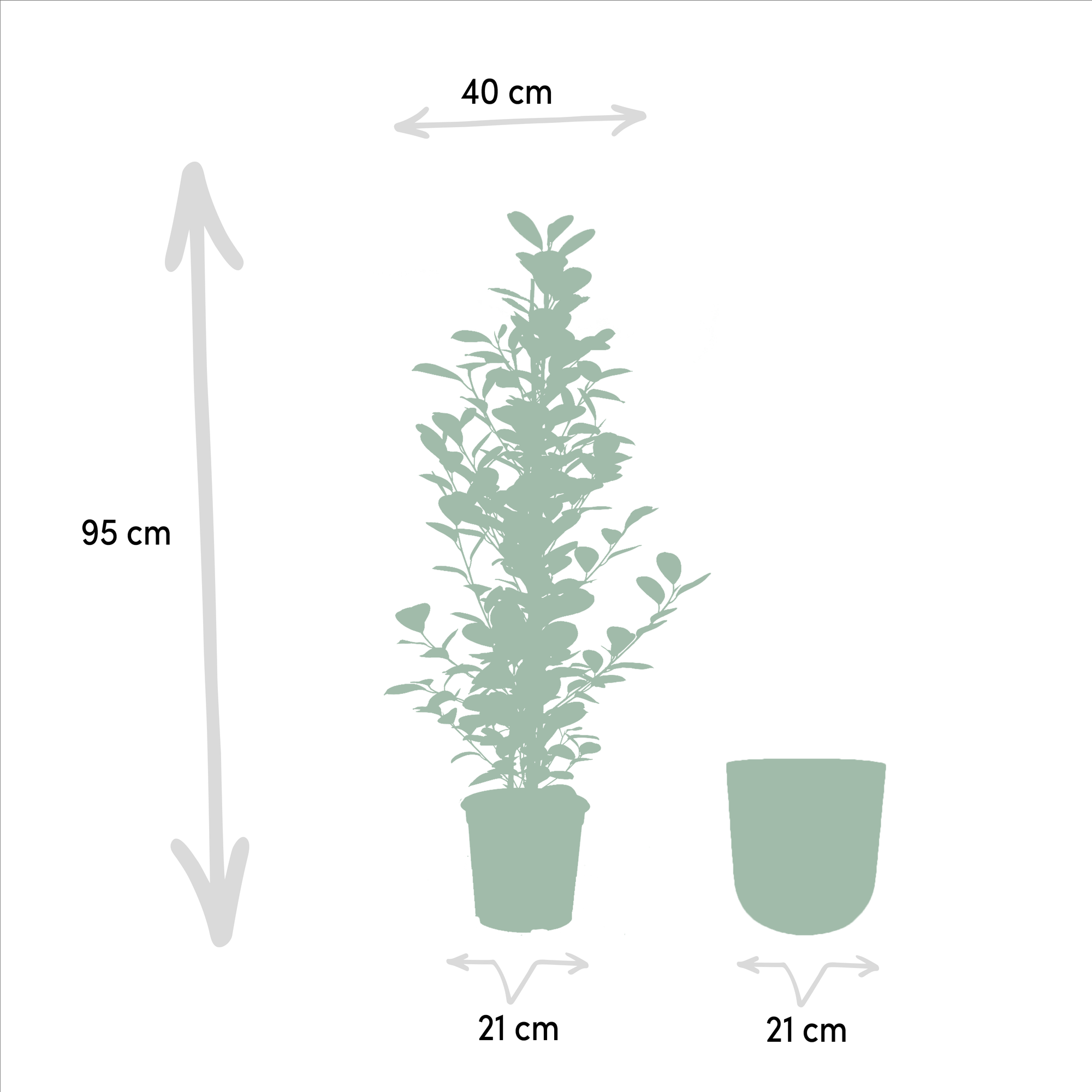 Ficus microcarpa Moclame - Ø21cm - ↕95cm + Topf Mayk Gold