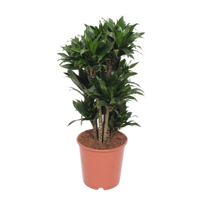 Dracaena Compacta (Drachenbaum) Ø24cm - ↕80cm