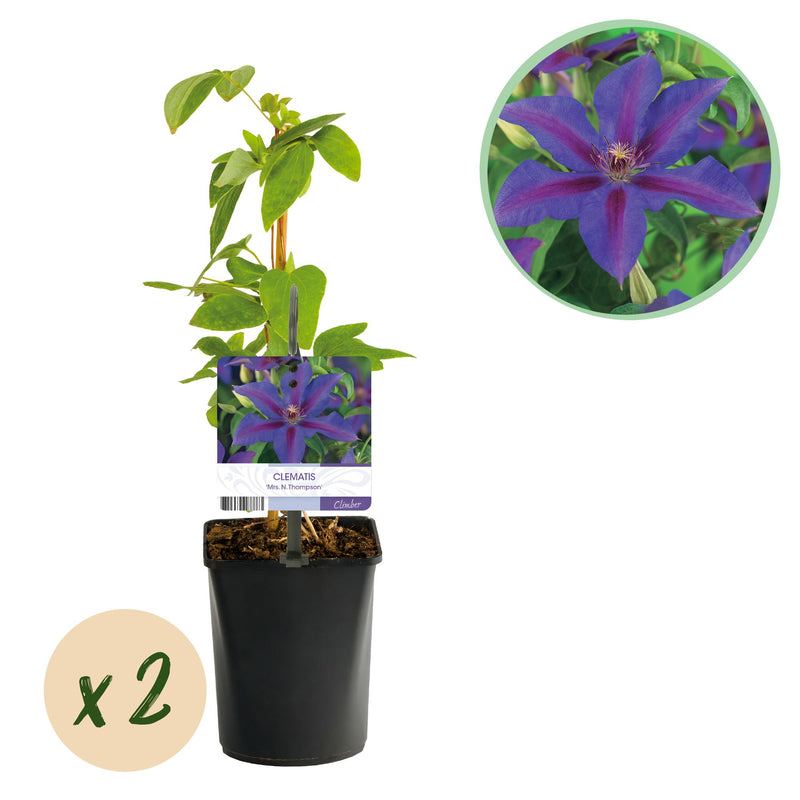 Clematis Mrs. N. Thompson – climbing plant, 2 plants, easy to care for