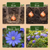 500x Blumenzwiebel 'Garten Blau' - Sommerblüher, Zwiebelgröße 10/12 Bild 4