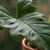 Philodendron Lacerum Houseplant: Easy Care, 65cm, 19cm Pot Bild 4