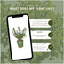 Ilex crenata 'Jenny' Heckenpflanzen (6er Set) - 1 Meter Bild 6