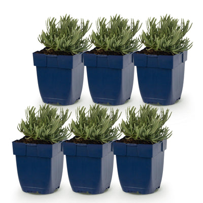 Green boutiQ - Perennials - Lavandula ang. Rosea - Lavender - Fragrances - Pink - 6 Plants - Pot 11cm - Height 15-25cm