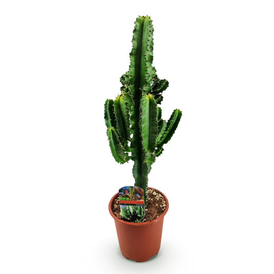 Green boutiQ - Zimmerpflanze - Euphorbia eritrea - Afrikanischer Milchbaum - Geringer Pflegeaufwand - Grün - 1 - Topf 17cm - Höhe 60cm