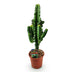 Green boutiQ - Zimmerpflanze - Euphorbia eritrea - Afrikanischer Milchbaum - Geringer Pflegeaufwand - Grün - 1 - Topf 17cm - Höhe 60cm Bild 2