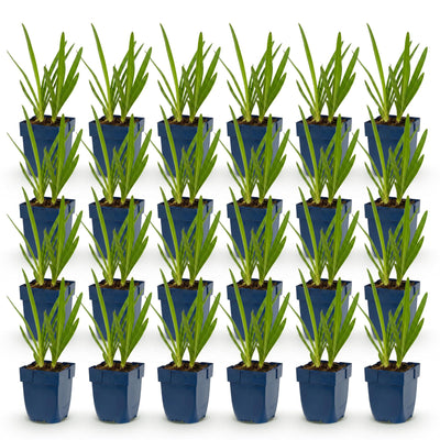 Green boutiQ – Perennial – Agapanthus Duo – African Lily – Bee and Butterfly Magnets – Blue – White – 24 Plants – 11 cm Pot – 15–25 cm Height