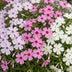 Green boutiQ - Perennial - Phlox Tricolour - Flame Flower - Ground Covering - Purple - Pink - White - 12 Plants - Pot 11cm - Height 15-25cm Bild 7