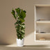 Ficus Lyrata bush - 170 cm - Ø27 Bild 4