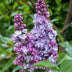 Flieder 'Michel Buchner' - Duftende, robuste Gartenpflanze Bild 5