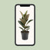 Ficus Elastica Robusta Gummibaum (Ø17cm, ↕55cm) Bild 4