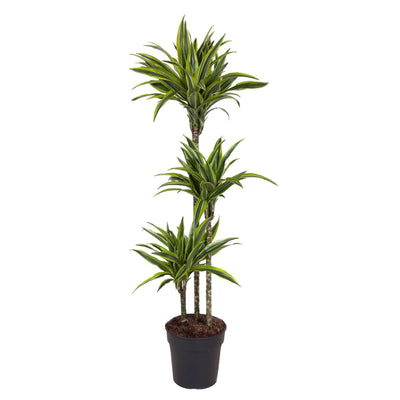Dracaena Lemon Lime: 130 cm hohe Zimmerpflanze im ø24 cm Topf