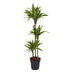 Dracaena Lemon Lime: 130 cm hohe Zimmerpflanze im ø24 cm Topf Bild 1