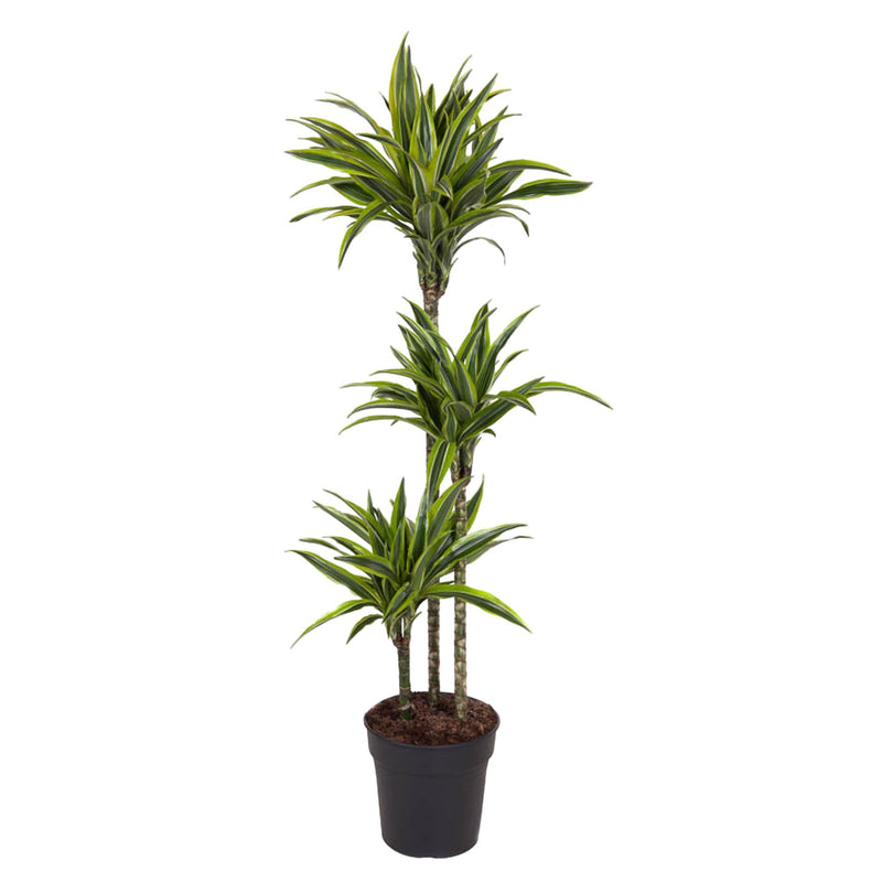 Dracaena Lemon Lime: 130 cm hohe Zimmerpflanze im ø24 cm Topf