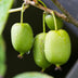 GreenboutiQ - Obstpflanze - Kiwi - Actinidia arguta Issai - Grüne Frucht - 2 Pflanzen - Topf 11cm Höhe 40cm Bild 4