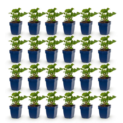 Green boutiQ - Perennial - Persicaria Tricolor - Knotweed - Shade - Red - Pink - White - 24 Plants - Pot 11cm - Height 15-25cm