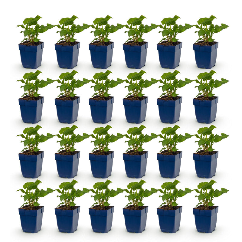 Green boutiQ - Perennial - Persicaria Tricolour - Knotweed - Shade - Red - Pink - White - 24 Plants - Pot 11cm - Height 15-25cm