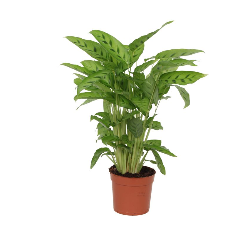 Calathea Leopardina – Eleganter Blickfang für Ihr Zuhause