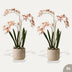 Renanthera Orchidee rosa 2 Stück - Bündelprodukt - Kunstpflanzen Bild 1