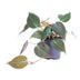 Philodendron scandens 'Micans' - Samtblatt, Herzblatt, Ø12cm Topf Bild 1