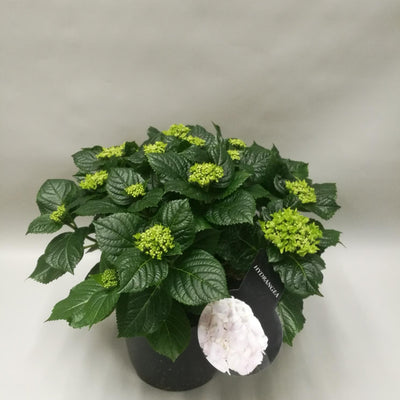 Hydrangea Crystal Palace - 45cm blau/violett