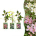 3x Clematis montana Tricolour Kletterpflanze Ø9cm - ↕35cm Bild 1
