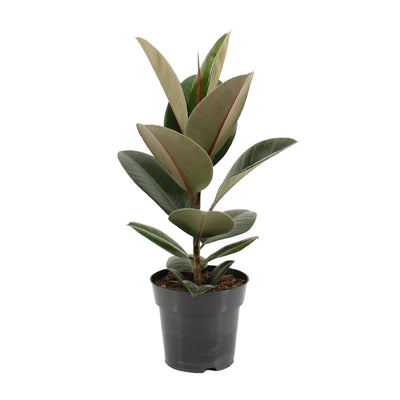 Ficus Elastica Robusta Gummibaum (Ø17cm, ↕55cm)