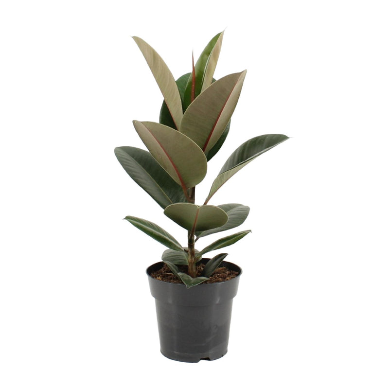 Ficus Elastica Robusta Gummibaum (Ø17cm, ↕55cm)