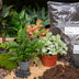 Pflanzen-Terrarium Starterpaket & Nachfüllung - Dschungel-Flair Bild 7