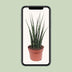 Sansevieria Fernwood Mikado - pflegeleichte Zimmerpflanze, Ø12cm, 40cm Bild 5