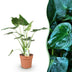Green boutiQ - Zimmerpflanzen - Alocasia Cucullata - Buddhas Hand - Wenig Pflege - Grün - 1 Pflanze - Topf 21cm - Höhe 65-70cm Bild 1