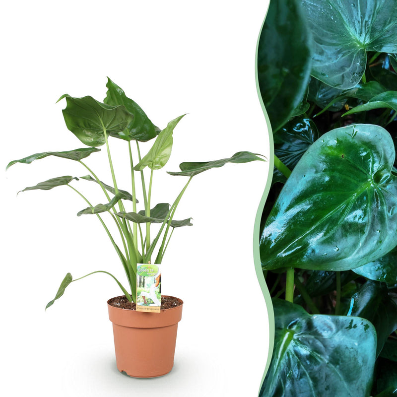 Green boutiQ - Zimmerpflanzen - Alocasia Cucullata - Buddhas Hand - Wenig Pflege - Grün - 1 Pflanze - Topf 21cm - Höhe 65-70cm