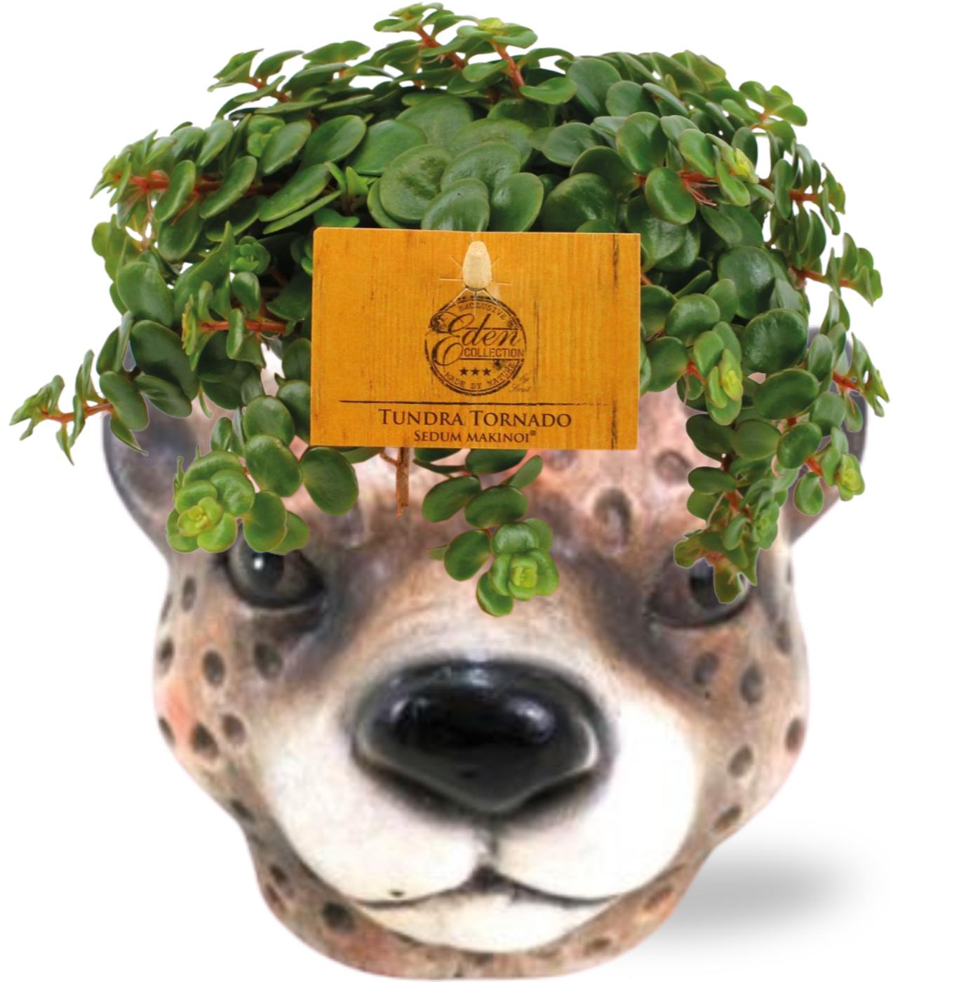 Sedum Tornado - Ø11cm - ↕15cm + Planter Luipaard D12x9,5cm - Braun