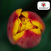 Tulpenbollen Jan Seignette – 20 Stuks | KH Bloembollen® | Rood-Geel Gestreepte Tulp – Klassiek & Opvallend – Voor Tuin of Pot – Maat 11/12 – Vers van de Teler Bild 2