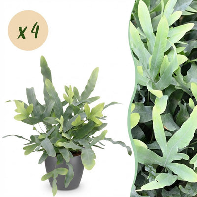 Phlebodium aureum 'Blue Star' Blaue Farn, Haustierfreundlich, 4er Set