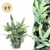 Phlebodium aureum 'Blue Star' Blaue Farn, Haustierfreundlich, 4er Set Bild 1