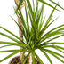 Dracaena Marginata Grün Ø19cm - 70-90cm Bild 3
