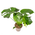 Monstera Deliciosa Tauerii Ø19cm - ↕70 - 90cm Bild 4