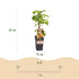 Himbeerpflanze Fallgold - Gelbe Bio-Himbeere - 2 Pflanzen Bild 3