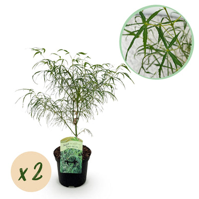 Grüner Japanischer Ahorn 'Koto-no-ito' - 2 Pflanzen im 19cm Topf