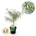 Grüner Japanischer Ahorn 'Koto-no-ito' - 2 Pflanzen im 19cm Topf Bild 1