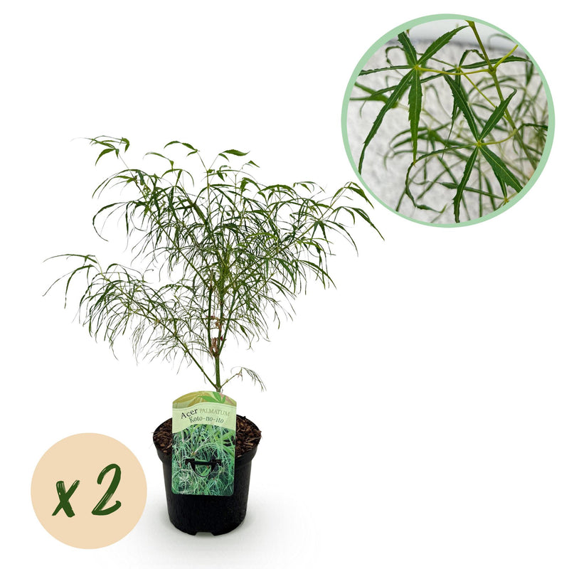 Grüner Japanischer Ahorn 'Koto-no-ito' - 2 Pflanzen im 19cm Topf
