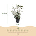 GreenboutiQ Eleagnus ebbingei Compacta Heckenpflanzen - Immergrün Bild 3