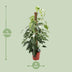Epipremnum Pinnatum Albo Variegata, 125cm, Ø24cm Bild 2