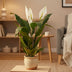 Künstliche Spathiphyllum (Einblatt) 90cm – Pflegeleichte Zimmerpflanze Bild 4